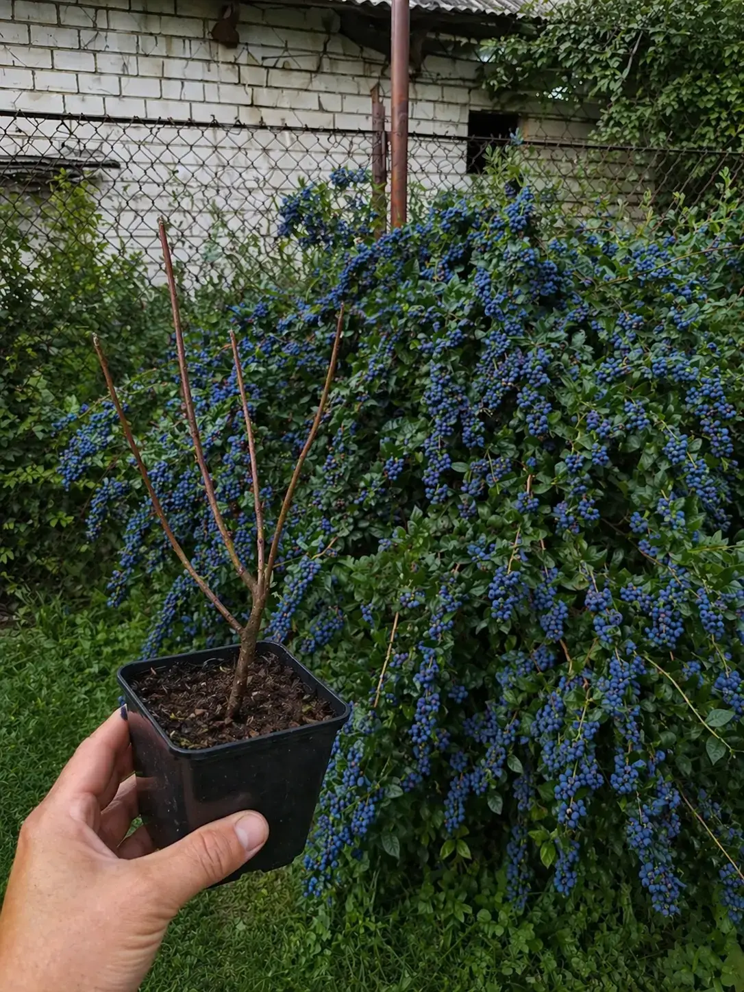 Лохина Мелана фото 6